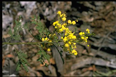 APII jpeg image of Acacia parramattensis  © contact APII