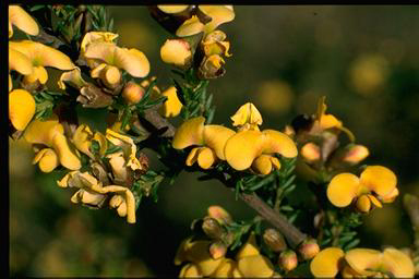 APII jpeg image of Dillwynia phylicoides  © contact APII