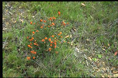 APII jpeg image of Dillwynia sericea  © contact APII