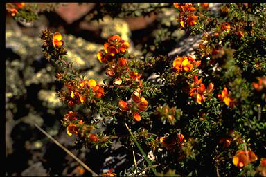 APII jpeg image of Pultenaea procumbens  © contact APII