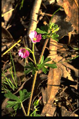 APII jpeg image of Geranium potentilloides var. potentilloides  © contact APII