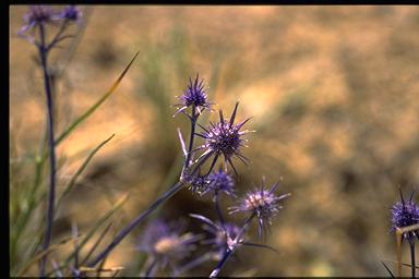 APII jpeg image of Eryngium rostratum  © contact APII