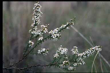 APII jpeg image of Olearia microphylla  © contact APII