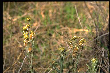 APII jpeg image of Pseudognaphalium luteoalbum  © contact APII