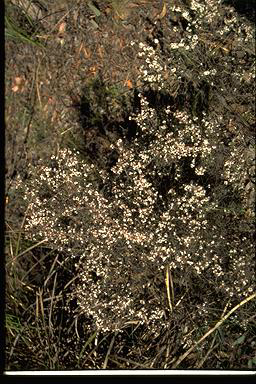 APII jpeg image of Leucopogon attenuatus  © contact APII