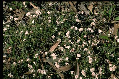 APII jpeg image of Leucopogon microphyllus var. pilibundus  © contact APII