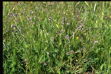 APII jpeg image of Myosotis discolor  © contact APII