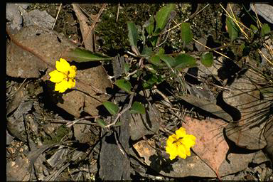 APII jpeg image of Goodenia hederacea subsp. hederacea  © contact APII