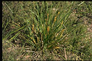 APII jpeg image of Lomandra longifolia  © contact APII