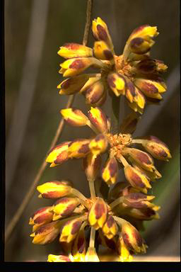 APII jpeg image of Lomandra multiflora subsp. multiflora  © contact APII