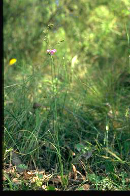 APII jpeg image of Arthropodium fimbriatum  © contact APII