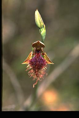 APII jpeg image of Calochilus robertsonii  © contact APII