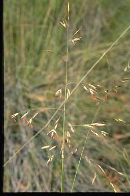 APII jpeg image of Rytidosperma pallidum  © contact APII