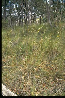 APII jpeg image of Rytidosperma pallidum  © contact APII