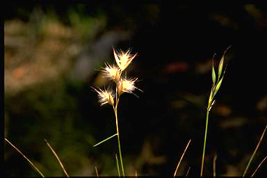 APII jpeg image of Austrodanthonia laevis  © contact APII