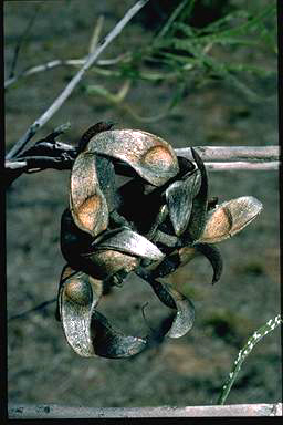 APII jpeg image of Hakea macrocarpa  © contact APII