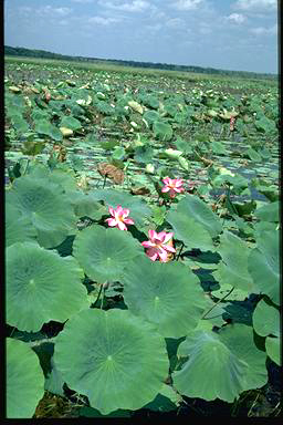 APII jpeg image of Nelumbo nucifera  © contact APII