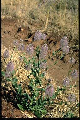 APII jpeg image of Ptilotus nobilis subsp. nobilis  © contact APII