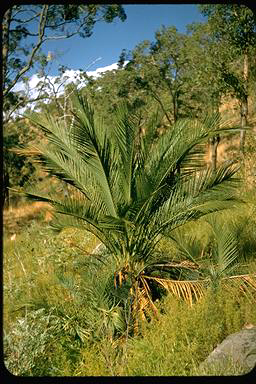 APII jpeg image of Cycas media  © contact APII