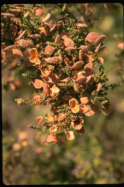 APII jpeg image of Bossiaea concolor  © contact APII