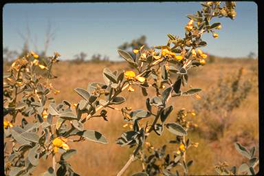 APII jpeg image of Cajanus lanuginosus  © contact APII