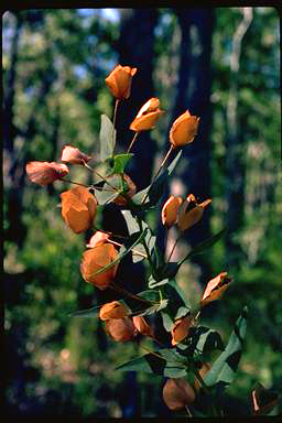 APII jpeg image of Daviesia cordata  © contact APII