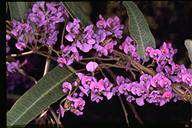Hardenbergia violacea 