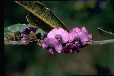 APII jpeg image of Hovea acutifolia  © contact APII