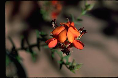 APII jpeg image of Oxylobium pulteneae  © contact APII