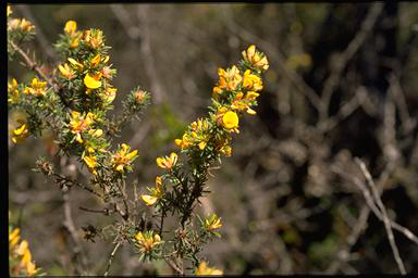 APII jpeg image of Pultenaea daltonii  © contact APII