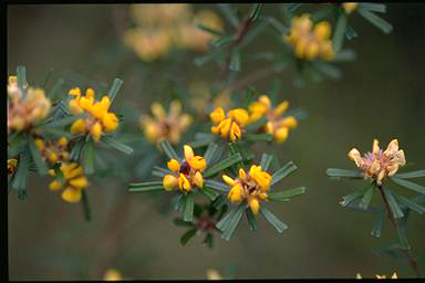 APII jpeg image of Pultenaea linophylla  © contact APII