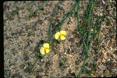 APII jpeg image of Sphaerolobium linophyllum  © contact APII