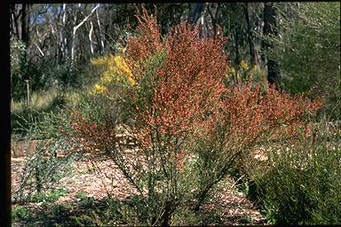 APII jpeg image of Daviesia physodes  © contact APII