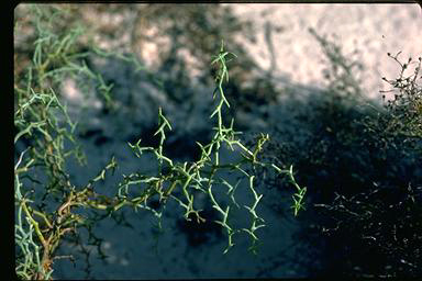 APII jpeg image of Daviesia incrassata subsp. reversifolia  © contact APII