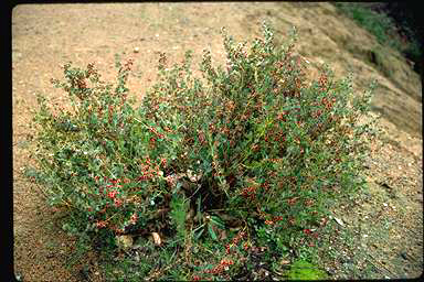 APII jpeg image of Daviesia rhombifolia  © contact APII