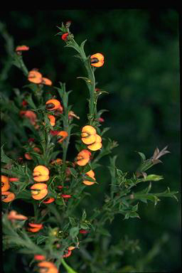 APII jpeg image of Daviesia trigonophylla  © contact APII