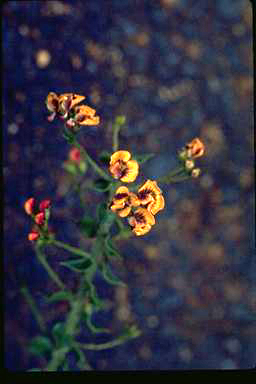 APII jpeg image of Daviesia umbellulata  © contact APII