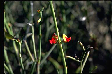 APII jpeg image of Daviesia uncinata  © contact APII