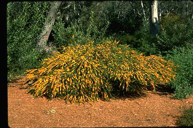 APII jpeg image of Eutaxia cuneata  © contact APII