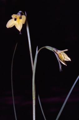 APII jpeg image of Diuris pedunculata  © contact APII