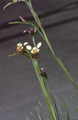 APII jpeg image of Diuris palustris  © contact APII