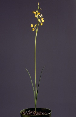 APII jpeg image of Diuris althoferi  © contact APII