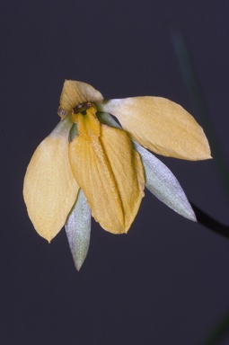 APII jpeg image of Diuris pedunculata  © contact APII