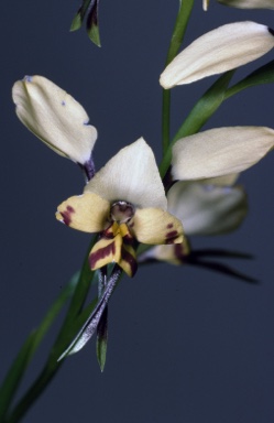 APII jpeg image of Diuris goonooensis  © contact APII