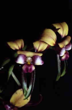 APII jpeg image of Diuris longifolia  © contact APII