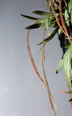 APII jpeg image of Oberonia palmicola  © contact APII