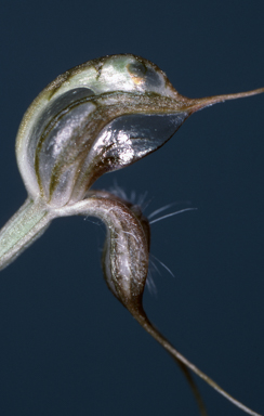 APII jpeg image of Pterostylis biseta  © contact APII