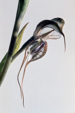 APII jpeg image of Pterostylis excelsa  © contact APII