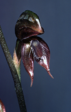 APII jpeg image of Pterostylis squamata  © contact APII