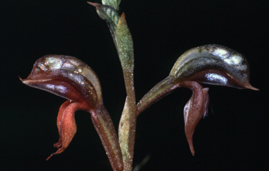 APII jpeg image of Pterostylis rufa  © contact APII